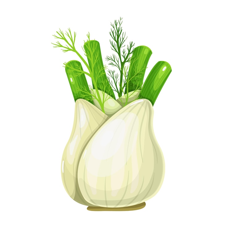 Vector raíz de hinojo. ingrediente de condimento aromático. hierbas y especias. ilustración de vector aislado en estilo de dibujos animados.