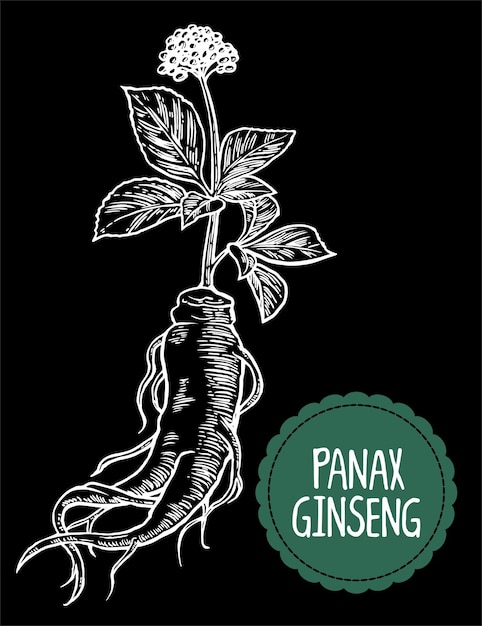 Raíz y hojas de ginseng Grabado vectorial Ilustración vintage de plantas medicinales