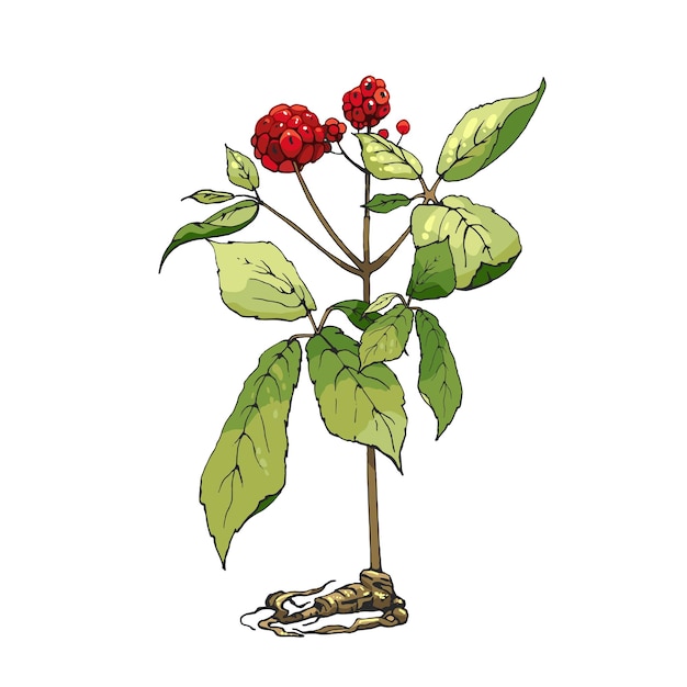 Raíz y hojas de panax ginseng vector eclosión color vintage ilustración de plantas medicinales para