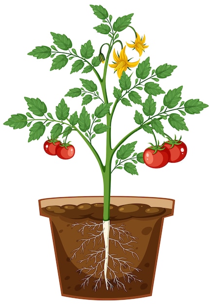 Vector raíz de la planta de tomate en vector de maceta