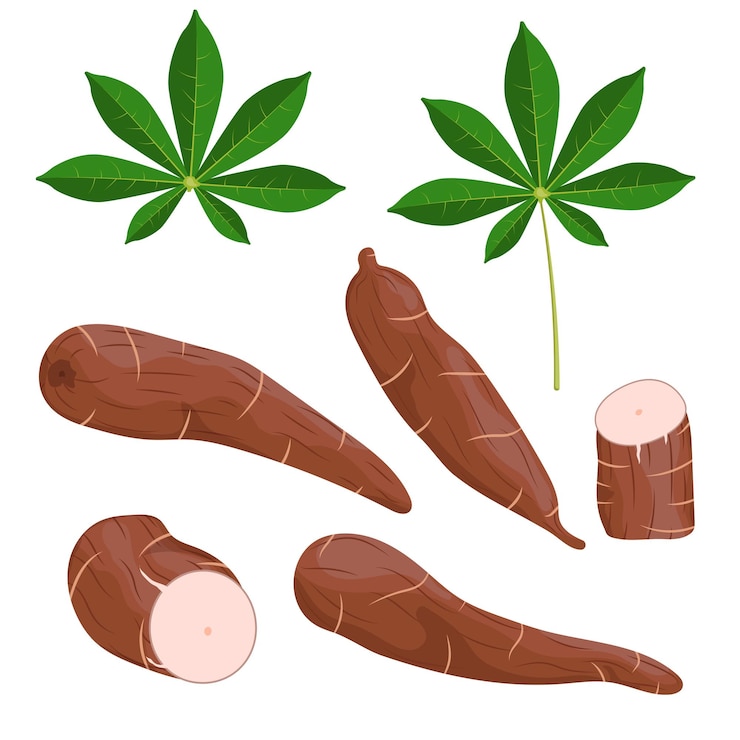 Vector raíz de yuca de ilustración vectorial y hojas aisladas sobre fondo blanco carbohidratos de alimentos de tapioca