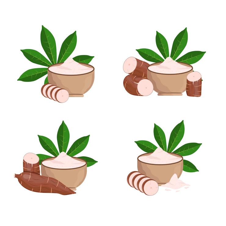 Vector raíz de yuca de ilustración vectorial y hojas aisladas sobre fondo blanco carbohidratos de alimentos de tapioca