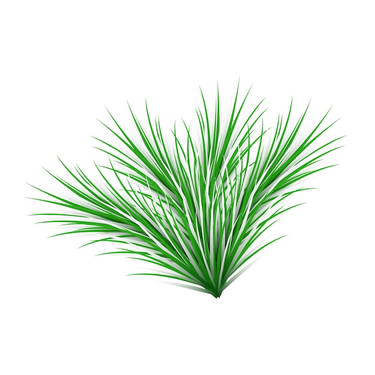 Vector rama de abeto aislada en fondo blanco rama de árbol de navidad para el diseño