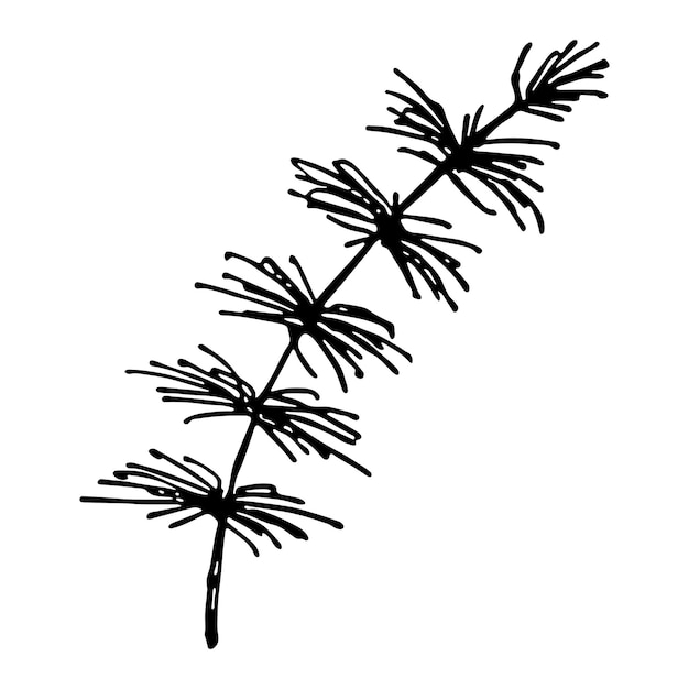 Rama de abeto dibujada a mano clipart Ramita de árbol de coníferas garabato Elemento de diseño de Navidad e invierno