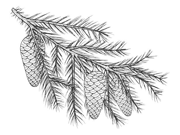 Rama de abeto dibujado a mano con conos. Blanco y negro, monocromo. Ilustración vectorial. Aislado en blanco. Tatuaje, arte lineal.