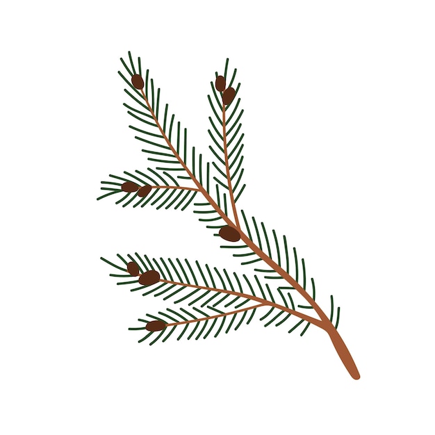 rama de abeto rama de planta de hoja perenne con agujas verdes y pequeños conos tallo de abeto de coníferas elemento de diseño botánico decoración natural ilustración vectorial plana aislada sobre fondo blanco