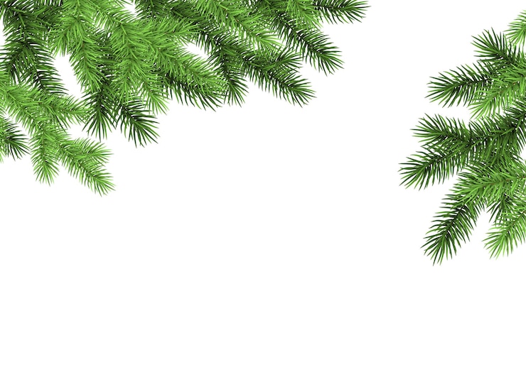 Vector rama de abeto sobre fondo blanco abeto verde árbol de navidad realista