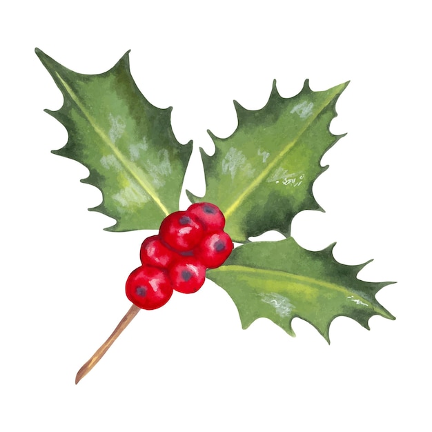 Rama de acebo de Navidad con bayas rojas Ilustración con marcadores de acuarela Arte aislado dibujado a mano Clipart para las vacaciones de invierno para el Año Nuevo Elemento de diseño para coronas patrones y marcos