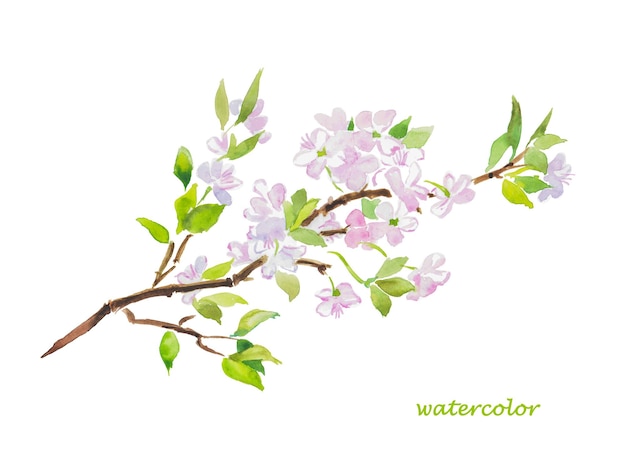 Vector rama de acuarela de un cerezo con hojas verdes y flores.