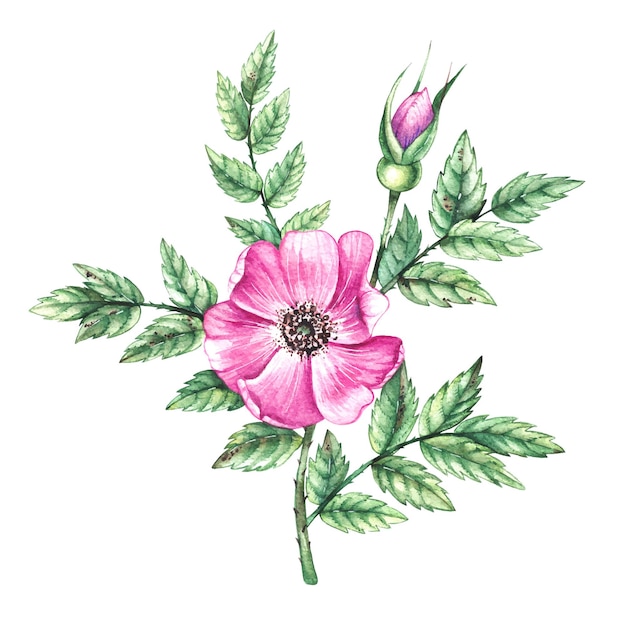 Vector rama de acuarela con flores de rosa mosqueta sobre un fondo blanco.