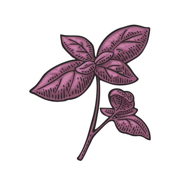 Rama de albahaca púrpura con hojas frescas grabando ilustración vectorial vintage