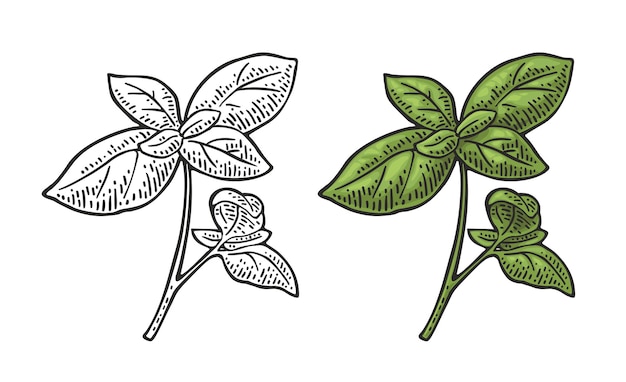 Rama de albahaca verde con hojas frescas grabando ilustración vectorial vintage