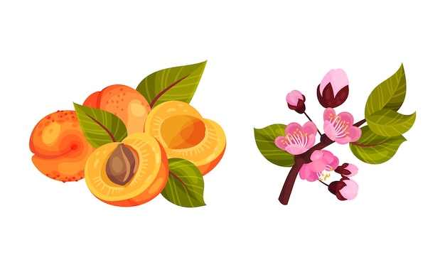 Rama de albaricoque en flor con brotes de flores rosadas y conjunto de vectores de frutas de drupa