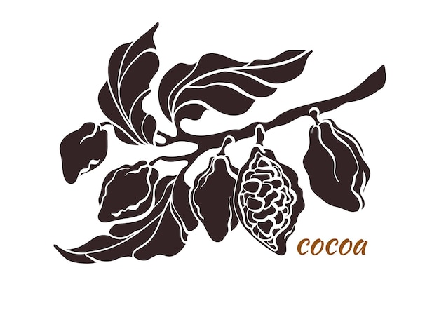 Vector rama de árbol de cacao vectorial con hojas y frijoles dibujo botánico