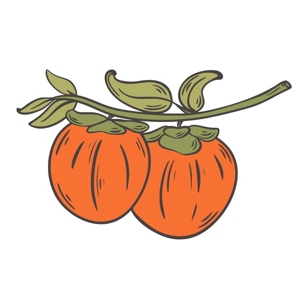 Rama de un árbol de caqui con frutas de naranja maduras