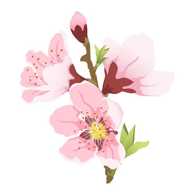 Rama de árbol floreciente de durazno Flor de durazno flores rosadas Gran conjunto de flores de primavera vectoriales planas