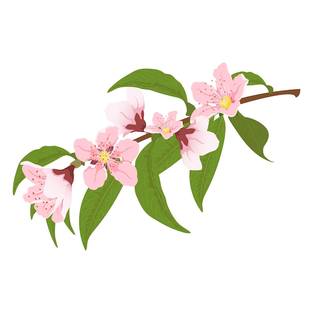 Vector rama de árbol floreciente de durazno flor de durazno flores rosadas