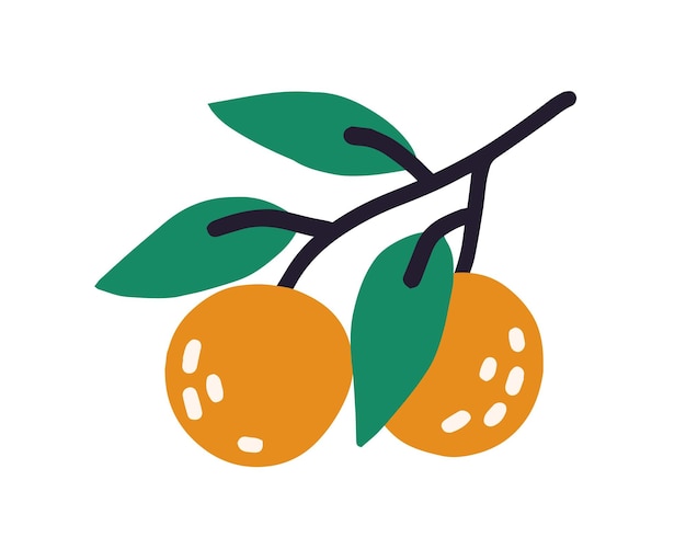 Vector rama de árbol con hojas y frutos naranjas maduros de melocotones o mandarinas. ilustración de vector plano coloreado aislado sobre fondo blanco.