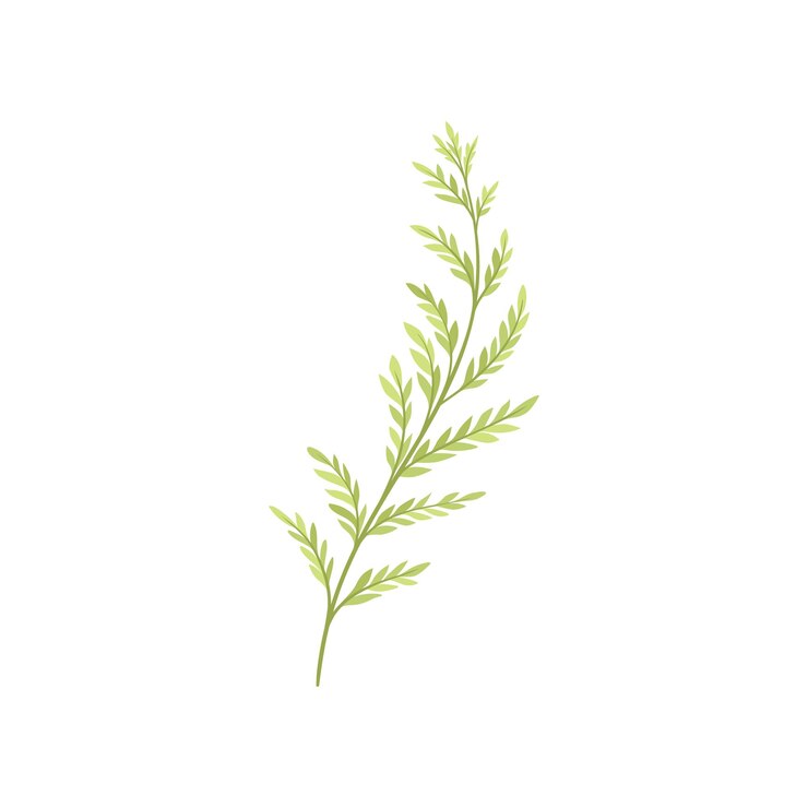 Vector rama de un árbol joven con follaje sobre fondo blanco.