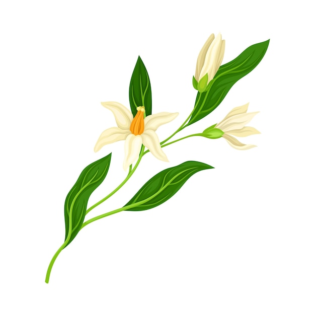 La rama del árbol de mandarina en flor aislada en la ilustración vectorial de fondo blanco