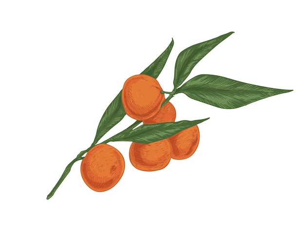 Rama de árbol de mandarinas con hojas. Frutas maduras de mandarinas naranjas. Clementinas maduras frescas en ramita. Ilustración vectorial dibujada a mano realista de cítricos exóticos aislados sobre fondo blanco.