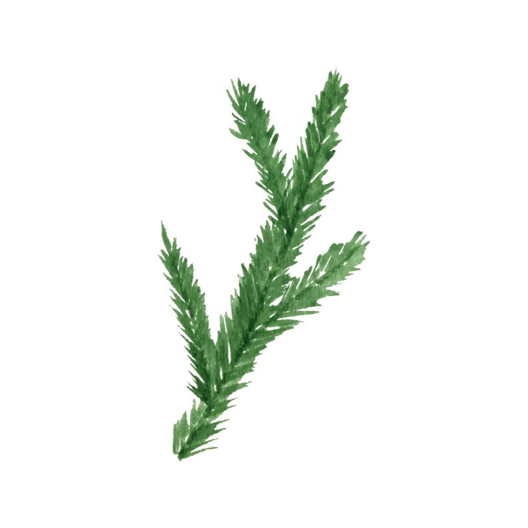 Vector rama de árbol de navidad elementos de invierno año nuevo y navidad ilustraciones de acuarela