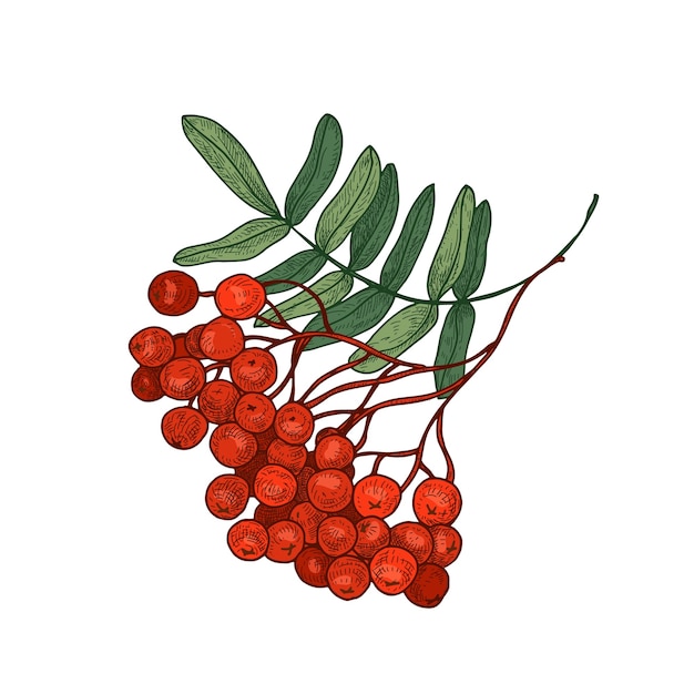 Rama de árbol de serbal de color brillante o ramita con hojas y bayas maduras dibujadas a mano en blanco