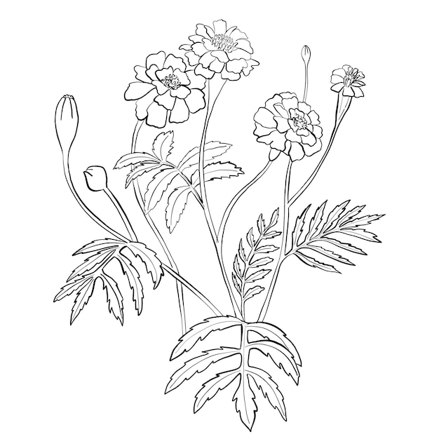 Rama arigold con capullo de flores florecientes y hojas ilustración vectorial boceto de dibujo lineal a mano de planta estacional para decoración de diseño y decoración