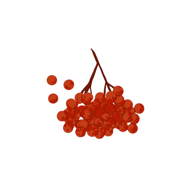 Rama de bayas rojas Racimo de serbal en ramita de árbol Ramita de viburnum salvaje Frutas de espino maduras Ilustración de vector plano aislada sobre fondo blanco