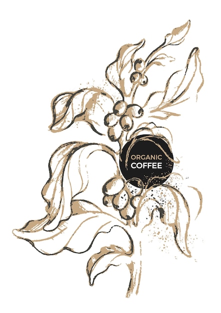 Rama de café fresco tropical con hojas y frijoles arte botánico dibujar a mano boceto