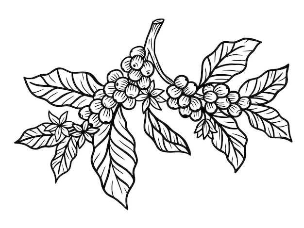 Rama de café con frijoles y hojas dibujadas a mano para la ilustración de Shop Cafe Restaurants