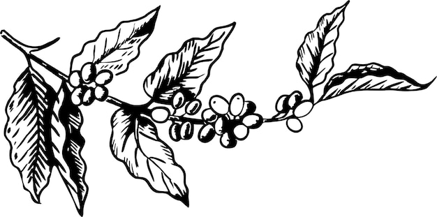 Rama de café con hojas, bayas, granos de café, frutas, semillas. Cafeína orgánica natural. Ilustración vectorial dibujada a mano