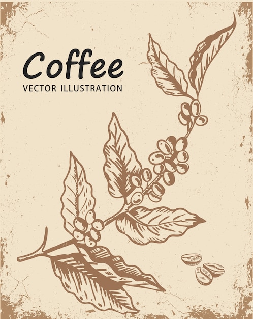 Vector rama de un cafeto