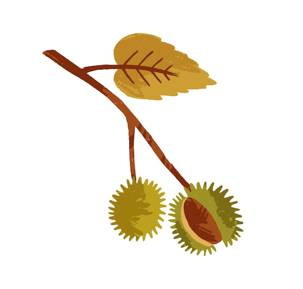 Rama de castaño de otoño con hojas y frutos en cáscara. caída ramita con hojas. ramita de planta alimenticia. ilustración de vector plano del elemento de diseño decorativo otoñal aislado sobre fondo blanco