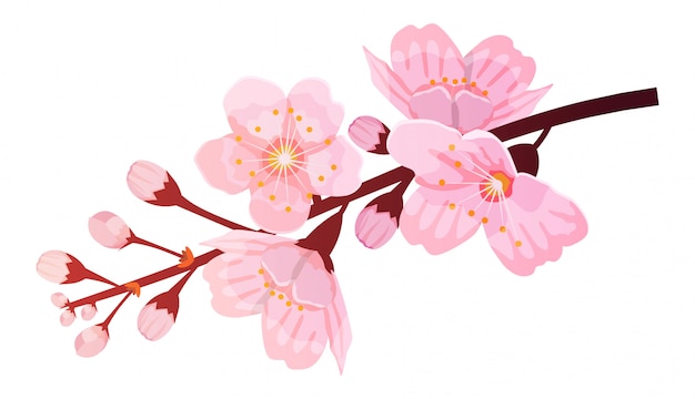 Vector rama de cerezo en flor, ilustración botánica. flor de sakura