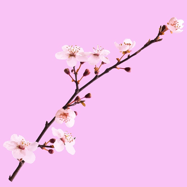 Rama de cerezo floreciente sobre un fondo rosa Imagen vectorial trazada