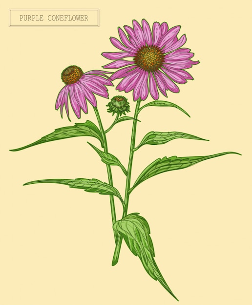 Vector rama de coneflower púrpura médica