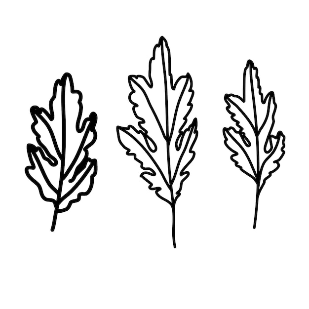 Rama de crisantemo. Arte lineal de ramitas. Rama dibujada a mano con hojas de crisantemo.