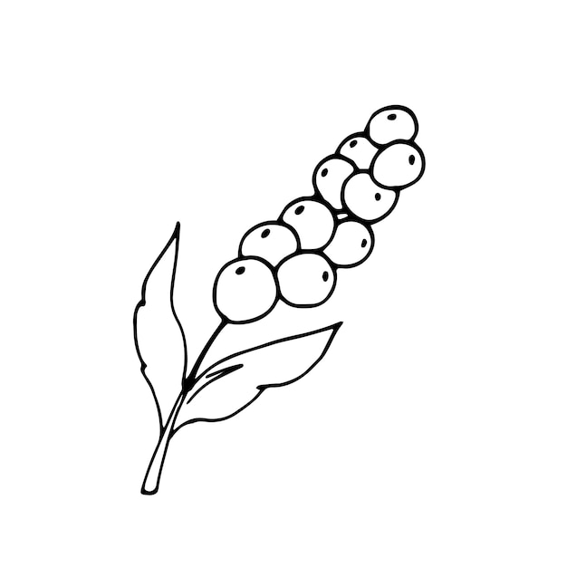 Rama dibujada a mano con bayas y hojas Ilustración vectorial aislada sobre fondo blanco