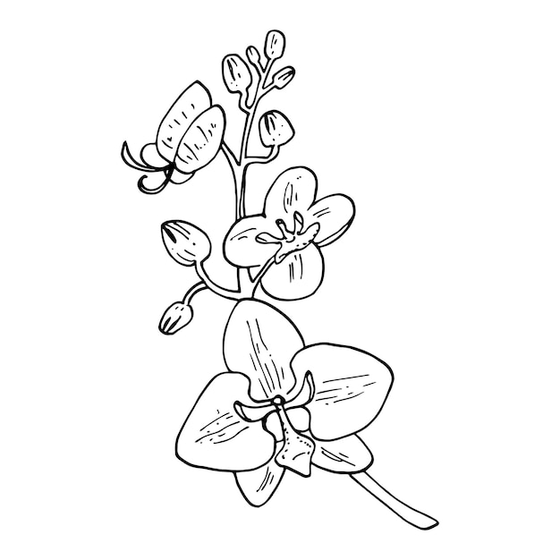 Rama dibujada a mano con flor de orquídea. Capullos de orquídeas tropicales, almuerzos y flores. ilustración vectorial