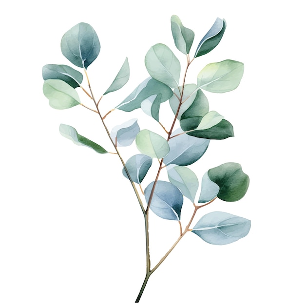 rama de dibujo acuarela con hojas de eucalipto ilustración delicada
