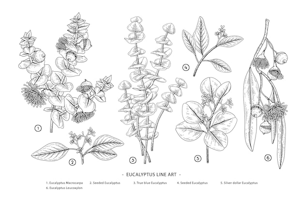 Rama de eucalipto ilustraciones botánicas dibujadas a mano.