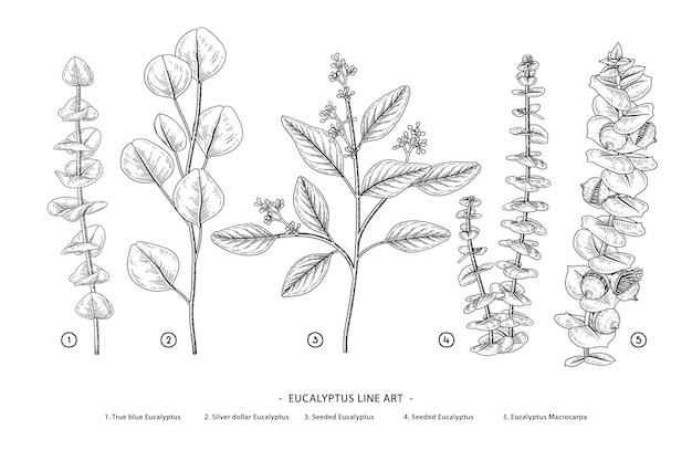 Rama de eucalipto ilustraciones botánicas dibujadas a mano.