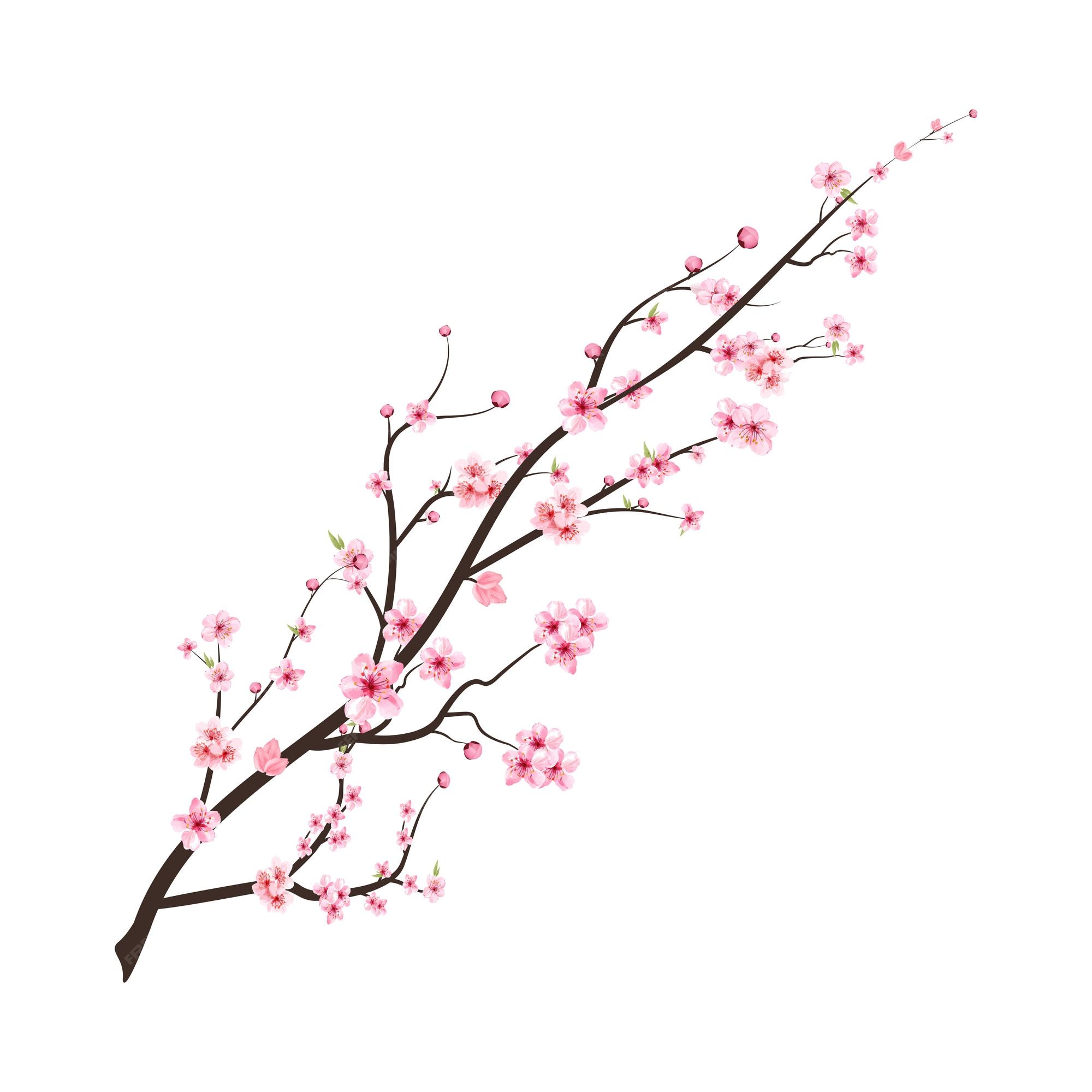 Rama de flor de cerezo realista. vector de flor de cerezo japonés. flor de  cerezo con flor de sakura en flor de acuarela. ilustración de rama de flor  de sakura rosa. vector