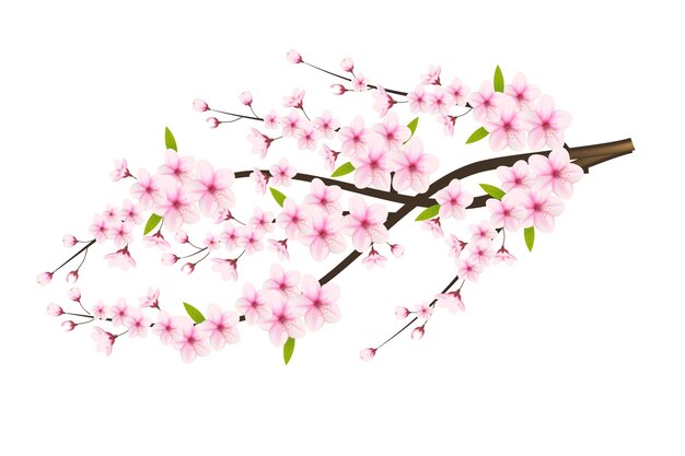 Rama de flor de cerezo con sakura flor de cerezo flor de cerezo en primavera sakura japonés