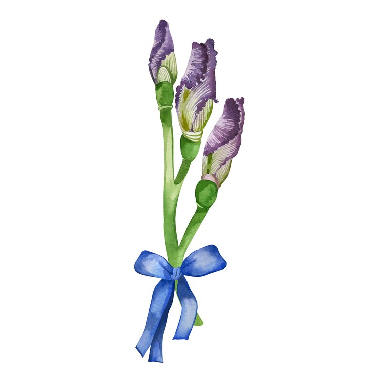 Vector rama en flor con iris púrpura atada con un arco azul todos los objetos están pintados a mano con