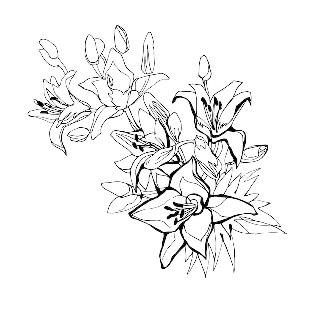 Vector rama floral dibujada a mano de flores de lirio boceto de contorno blanco y negro aislado en blanco