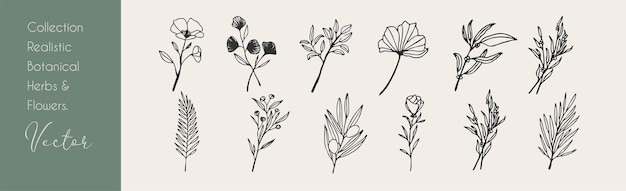 Rama floral y hojas minimalistas Línea dibujada a mano hierba de boda elegantes flores silvestres