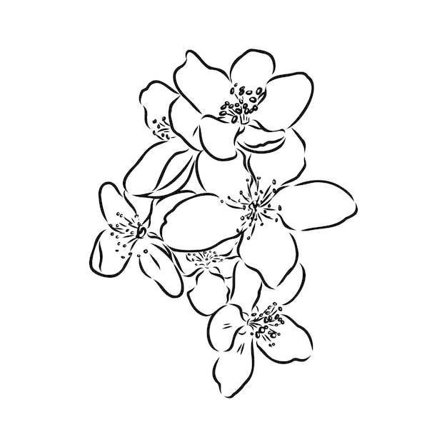 rama floreciente de manzano Dibujo a mano en boceto de tinta esquema de flores de manzana boceto vectorial