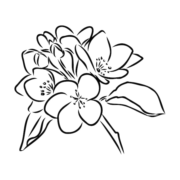 rama floreciente de manzano Dibujo a mano en boceto de tinta esquema de flores de manzana boceto vectorial